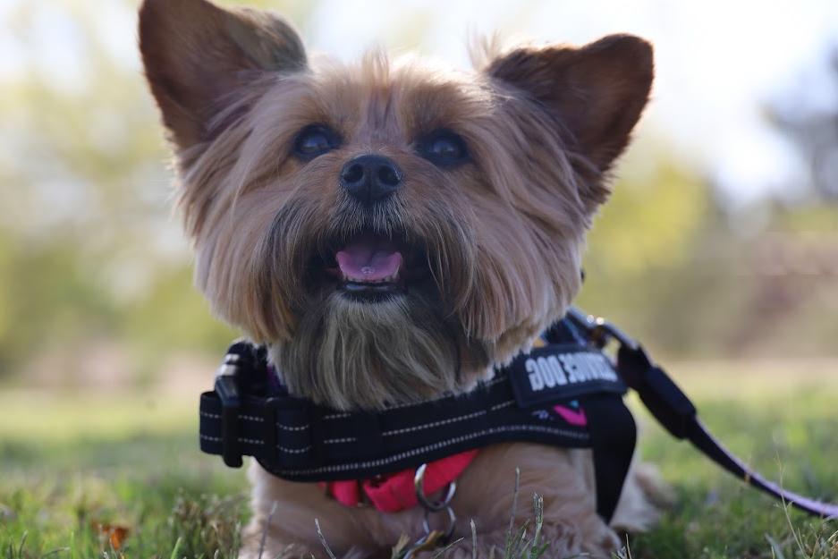 Mia, wearing a red collar and a black Service Dog harness